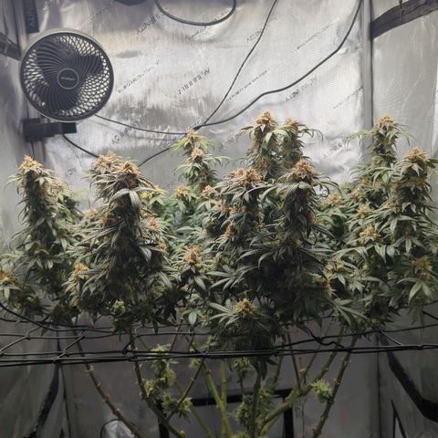 Bagoda Kush growlog timeline photo