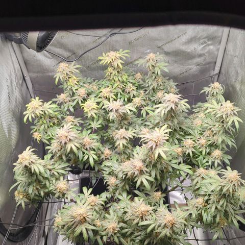 Bagoda Kush growlog timeline photo