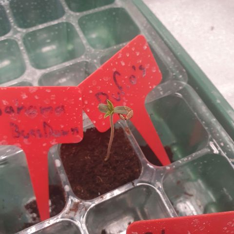 Rufio's growlog timeline photo