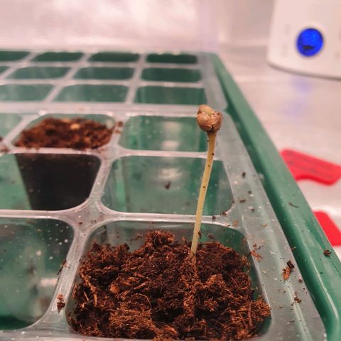 Slurricane IX growlog timeline photo