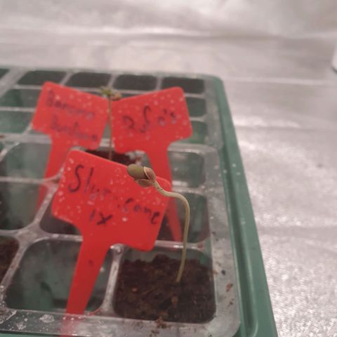 Slurricane IX growlog timeline photo