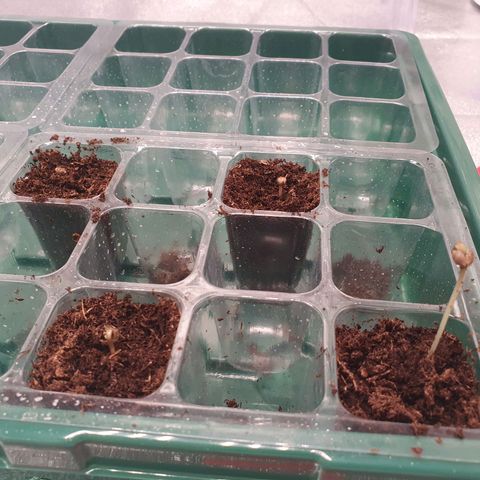 Bahama bussdown growlog timeline photo