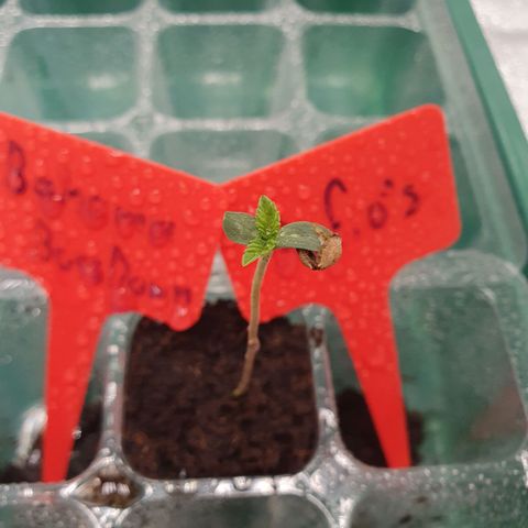 Rufio's growlog timeline photo