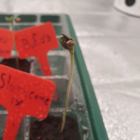Slurricane IX growlog timeline photo