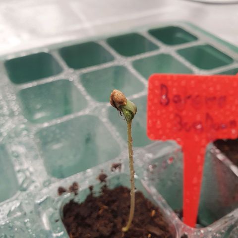 Bahama bussdown growlog timeline photo