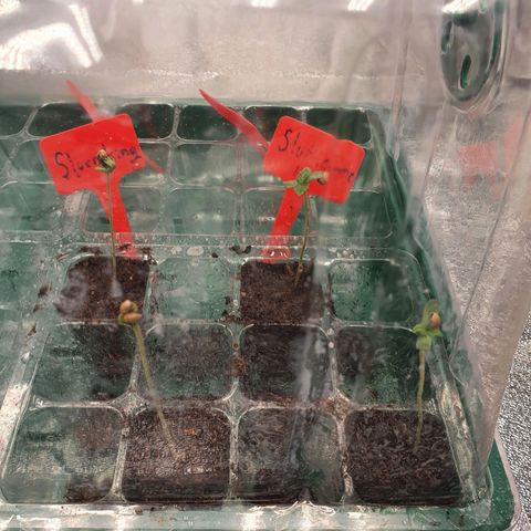 Bahama bussdown growlog timeline photo