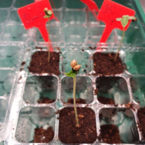 Slurriking growlog timeline photo