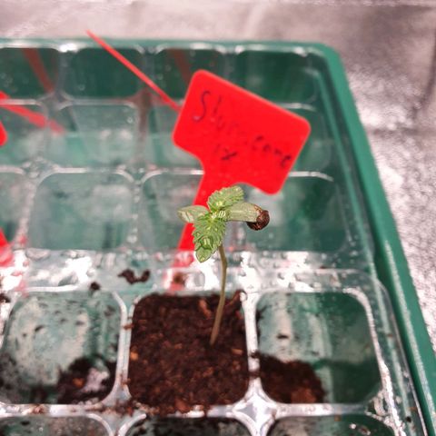 Rufio's growlog timeline photo