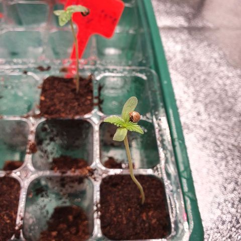Slurricane IX growlog timeline photo
