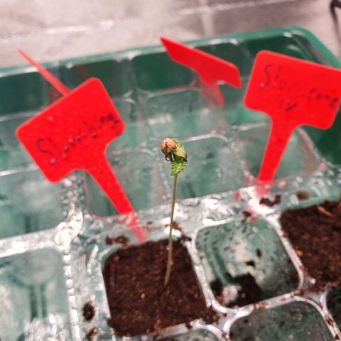 Bahama bussdown growlog timeline photo