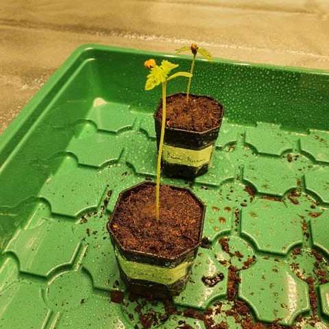 Slurriking growlog timeline photo