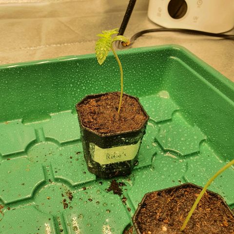 Rufio's growlog timeline photo