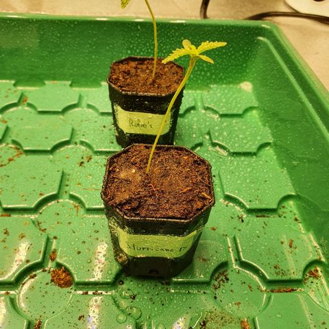 Slurricane IX growlog timeline photo