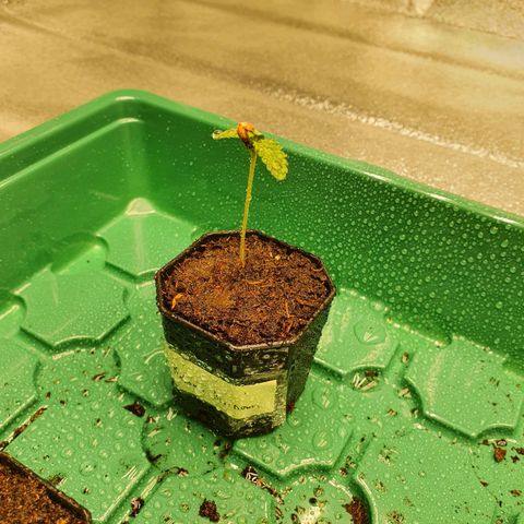 Bahama bussdown growlog timeline photo