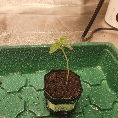 Rufio's growlog timeline photo