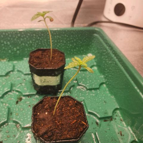 Slurricane IX growlog timeline photo