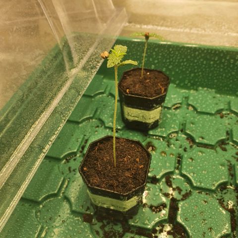 Slurriking growlog timeline photo