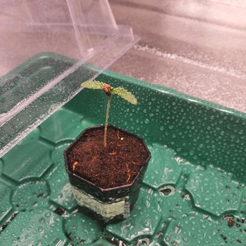 Bahama bussdown growlog timeline photo