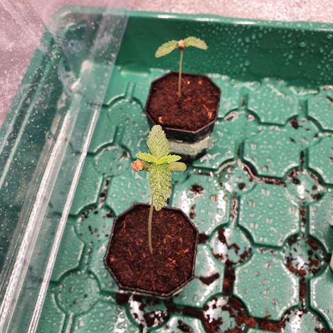 Slurriking growlog timeline photo