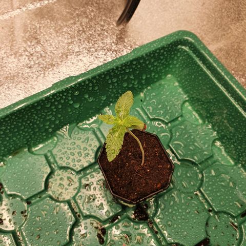 Rufio's growlog timeline photo