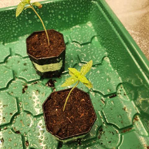 Slurricane IX growlog timeline photo