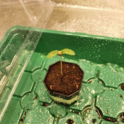 Bahama bussdown growlog timeline photo