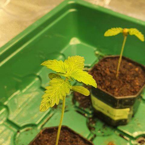 Slurriking growlog timeline photo