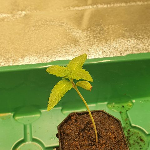Rufio's growlog timeline photo