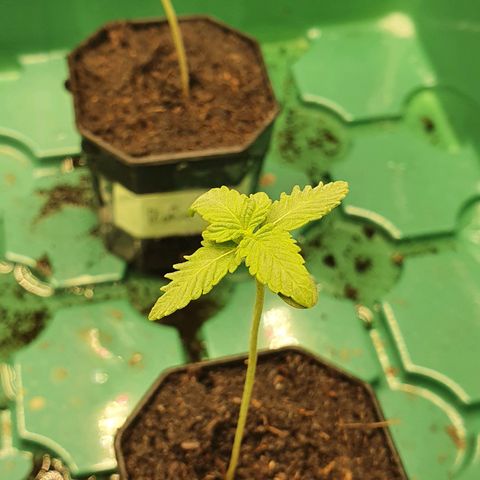 Slurricane IX growlog timeline photo