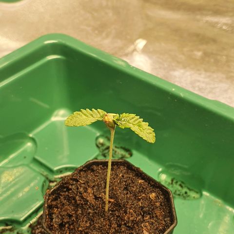 Bahama bussdown growlog timeline photo