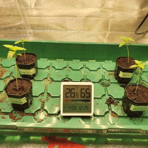 Bahama bussdown growlog timeline photo
