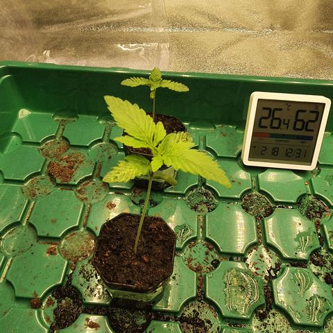 Slurriking growlog timeline photo