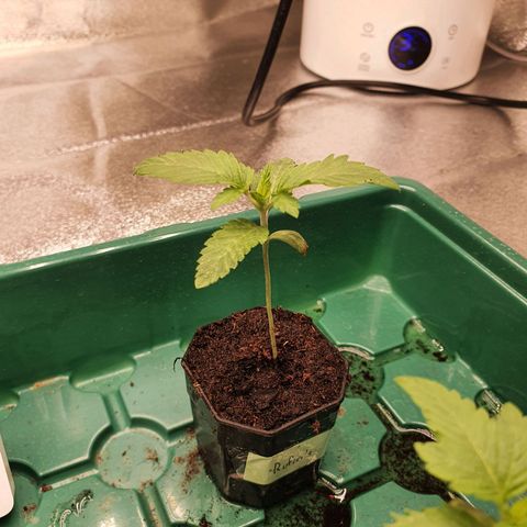 Rufio's growlog timeline photo