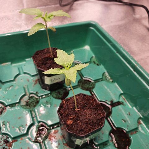 Slurricane IX growlog timeline photo