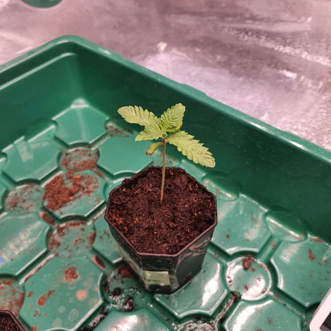Bahama bussdown growlog timeline photo