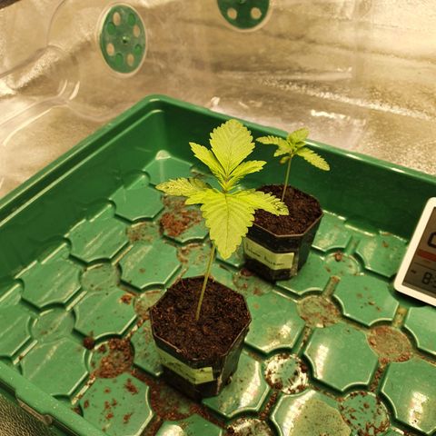 Slurriking growlog timeline photo