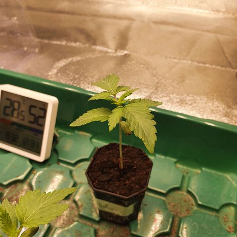 Rufio's growlog timeline photo