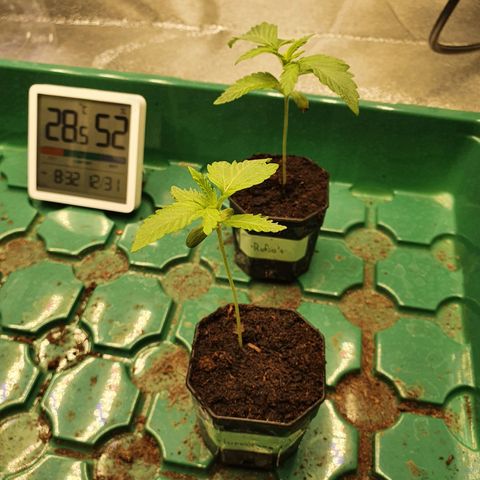 Slurricane IX growlog timeline photo