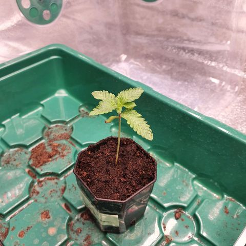 Bahama bussdown growlog timeline photo