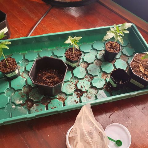 Bahama bussdown growlog timeline photo