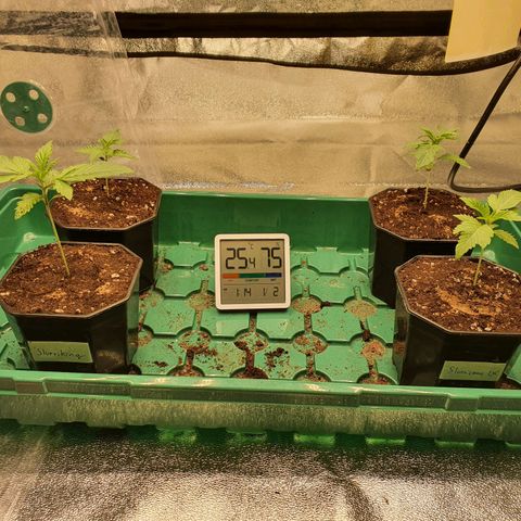 Bahama bussdown growlog timeline photo