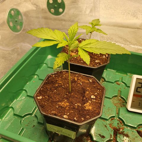 Slurriking growlog timeline photo