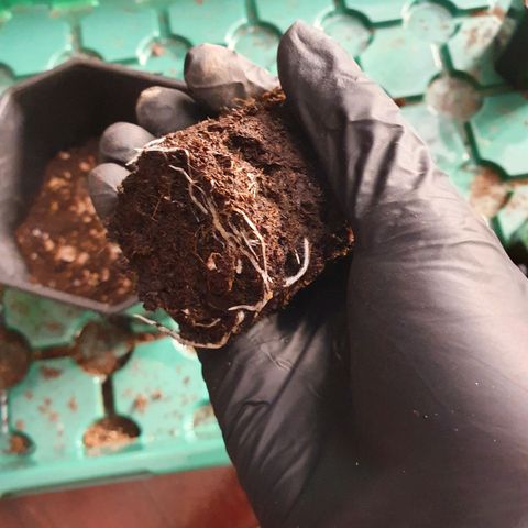 Bahama bussdown growlog timeline photo