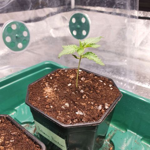 Bahama bussdown growlog timeline photo