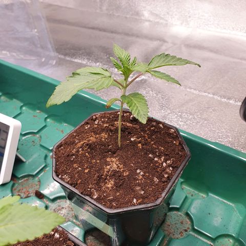 Rufio's growlog timeline photo