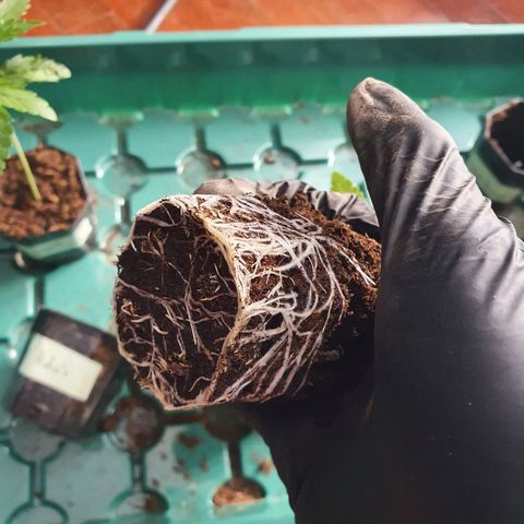 Rufio's growlog timeline photo