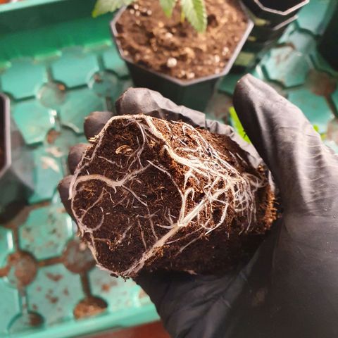 Slurriking growlog timeline photo