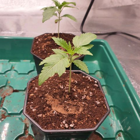 Slurricane IX growlog timeline photo