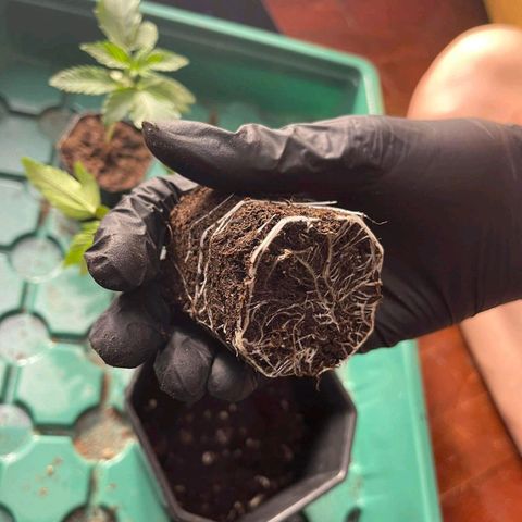 Slurricane IX growlog timeline photo