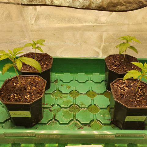 Bahama bussdown growlog timeline photo